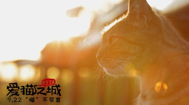 电影《爱猫之城》今日上映 温情治愈系萌猫打动人心